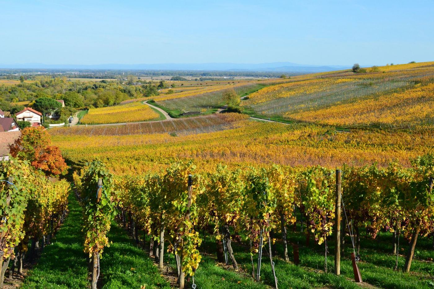 Rows of vines turning gold across rolling hills in autumn