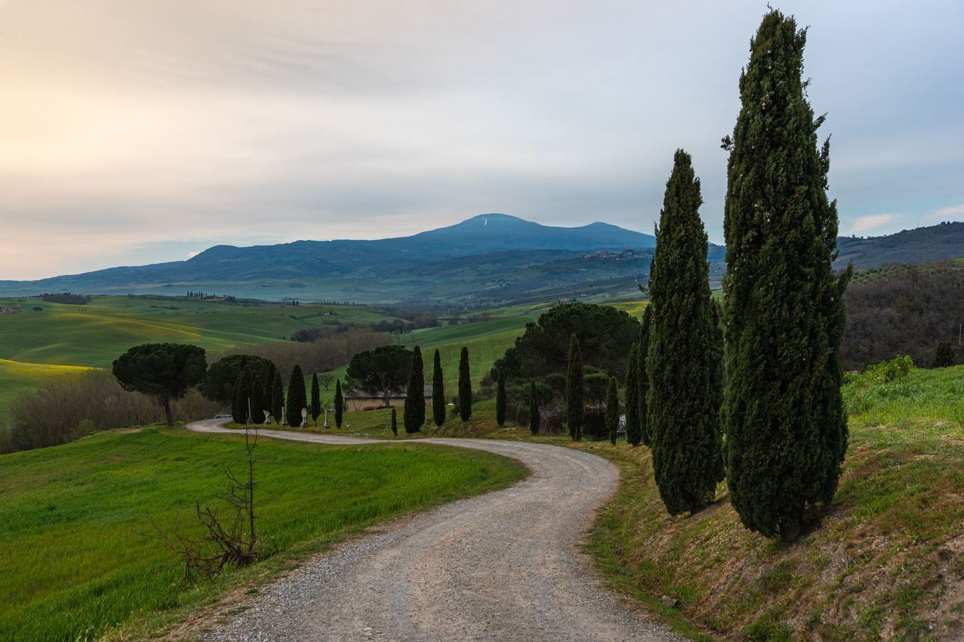 A gravel road winding between cypress trees through green Tuscan hills