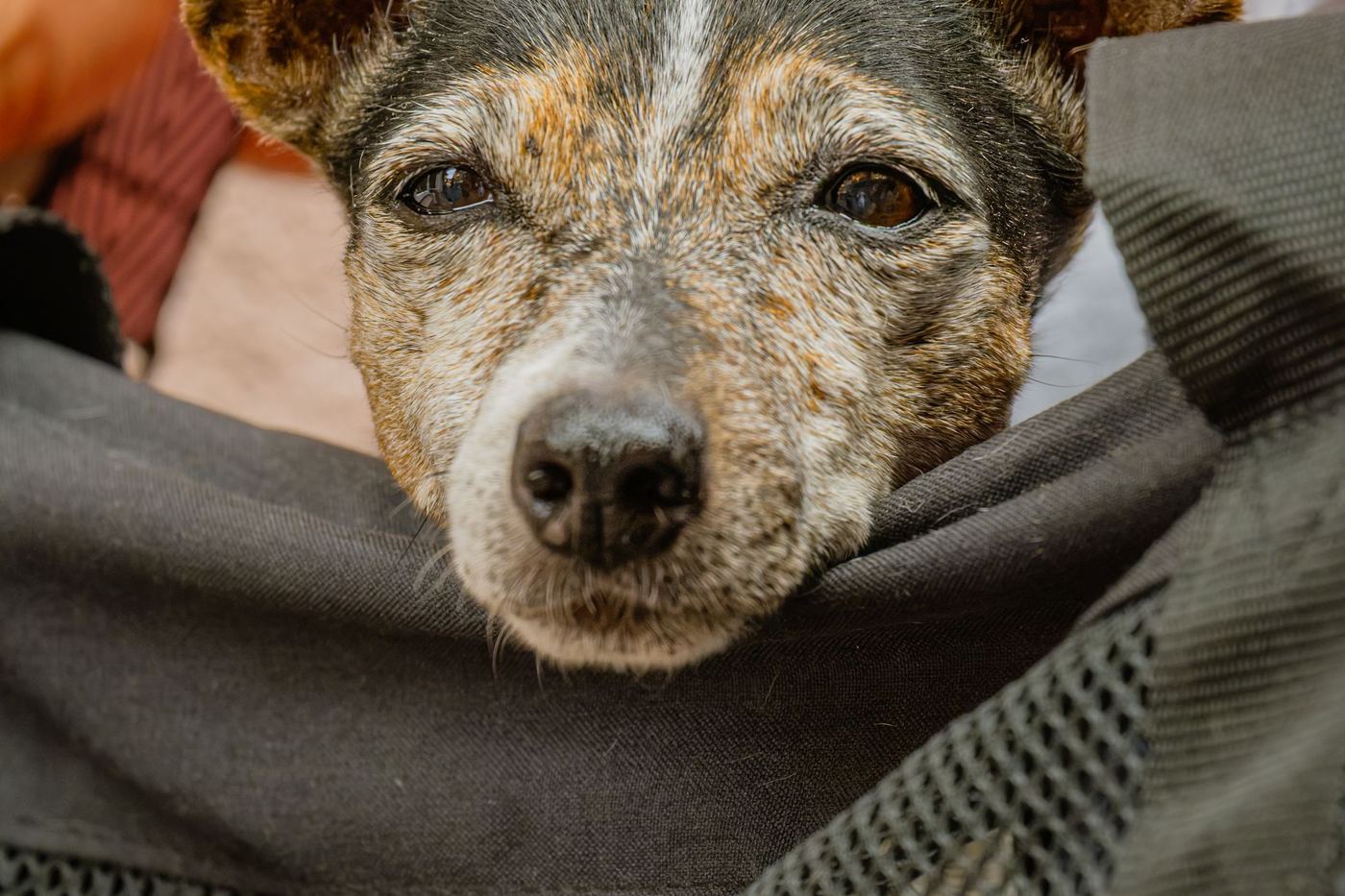 A small terrier looking out from a soft mesh pet carrier
